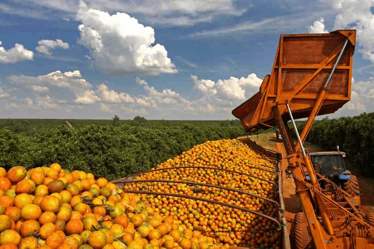 Foto de colheita de laranja